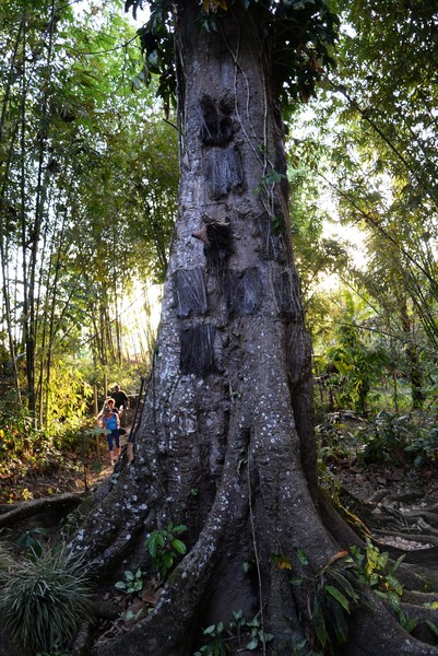 Baby Graves, Toraja Land. Sulawesi.