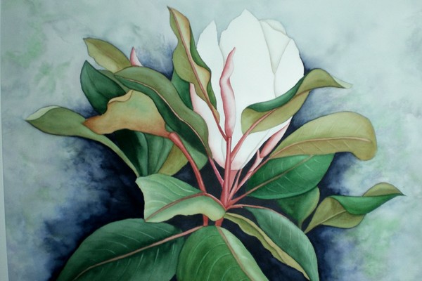Magnolia