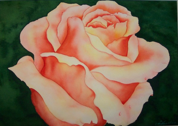 Sunshine Rose