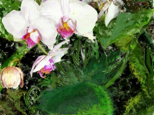 Orchids in greenhouse