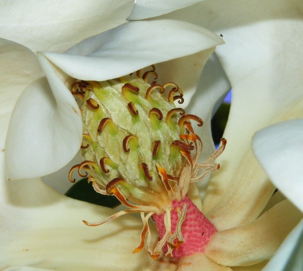Nature's  Beauty