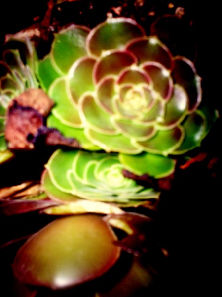 Desert-Delight/1