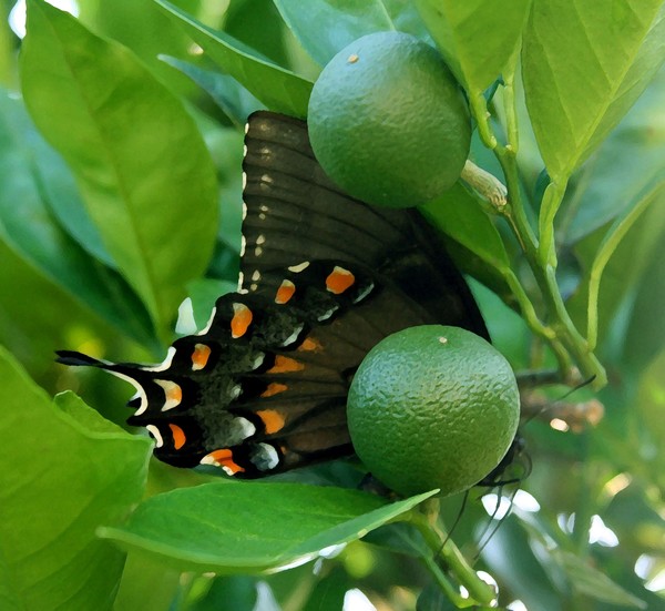 Lost Among the Oranges