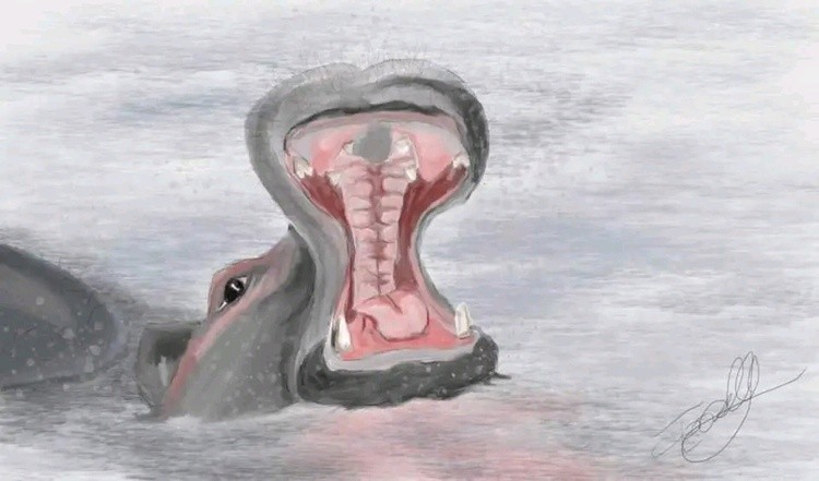 Swimming hippo