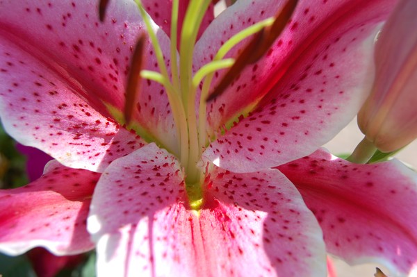 pink lily
