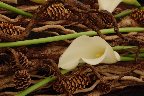 woodland lily display