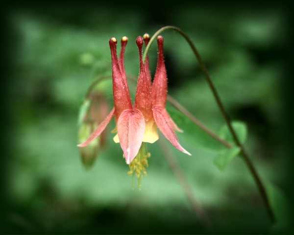 Wild Flower