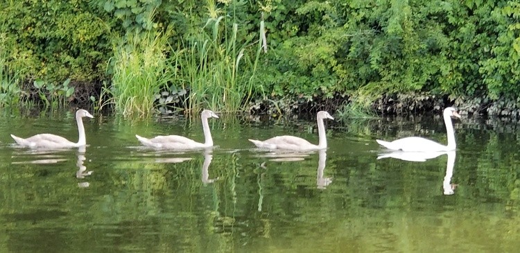 Swans on CT River