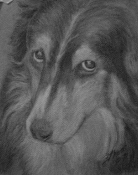 Echo the Wonder Dog
