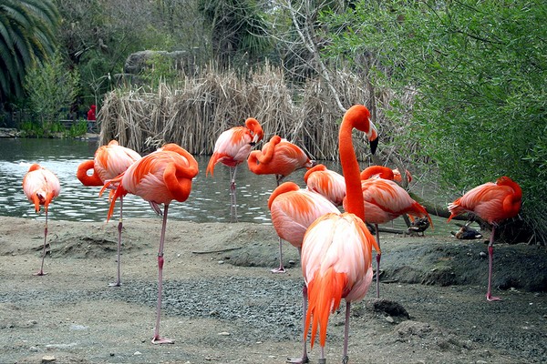 Orange Flamingos