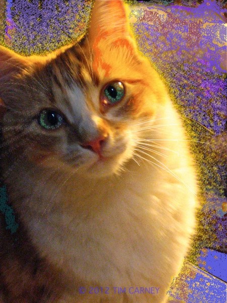 Chester's Aura