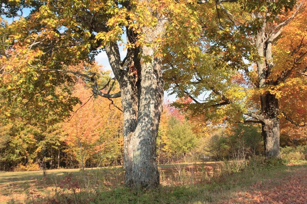 Autumn Trees