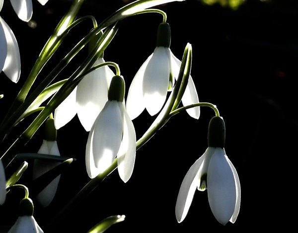 First Herald Of Spring