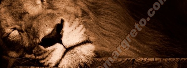 Sleeping Lion