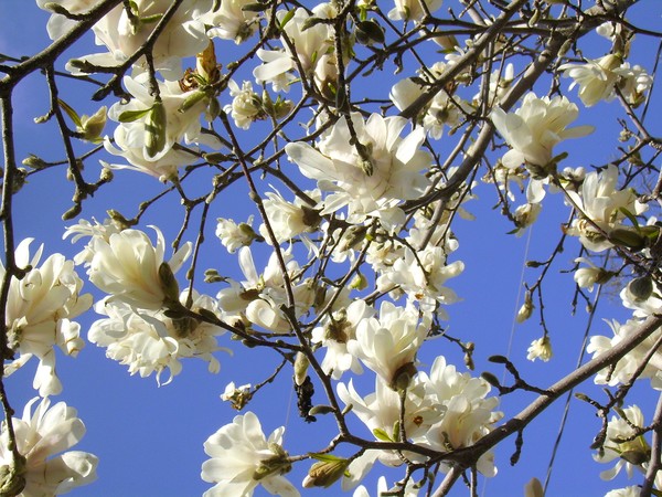 Appleblossoms