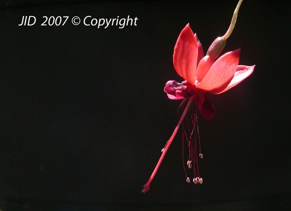 Fuscia