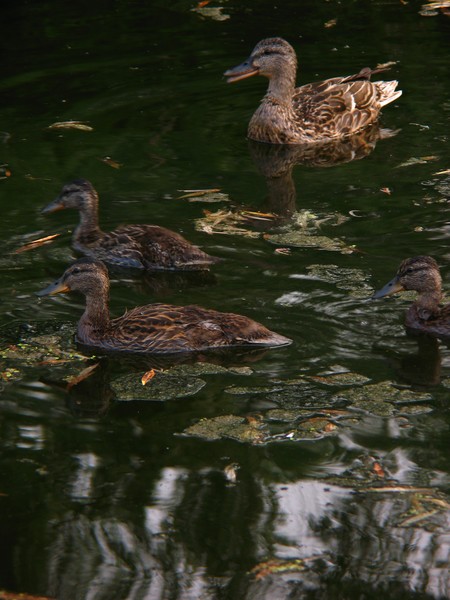 Ducks