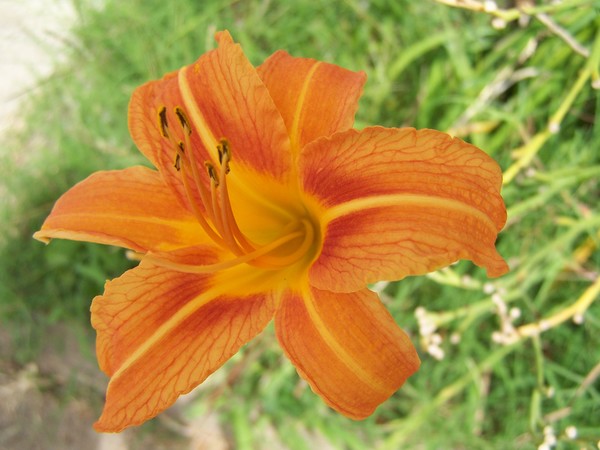 Vibrant