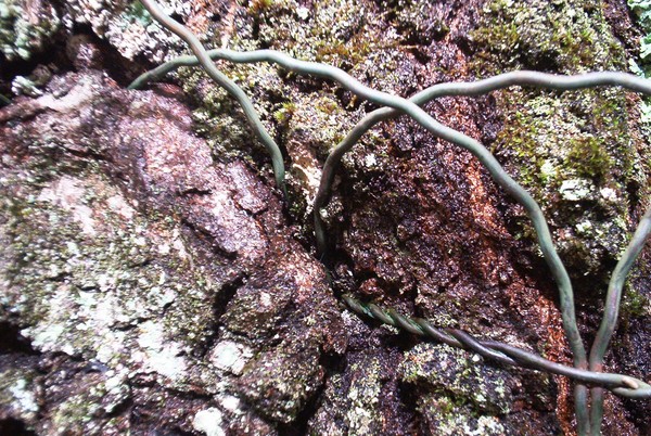 arbre avec cloture