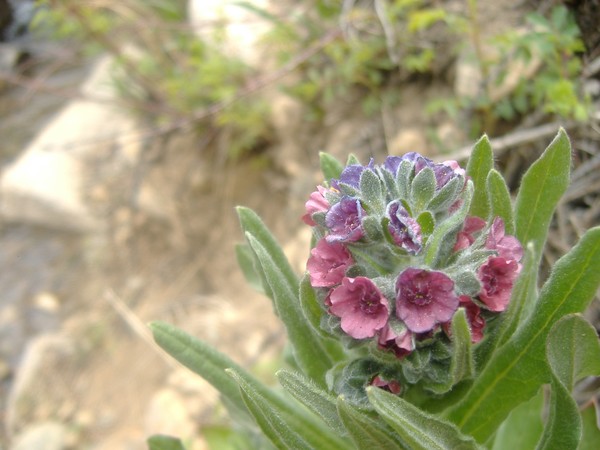 Purple Flower