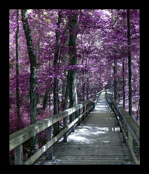 Purple Dreams