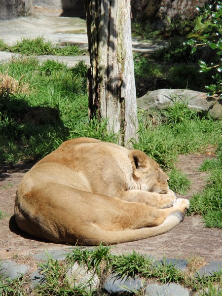 Cat Nap