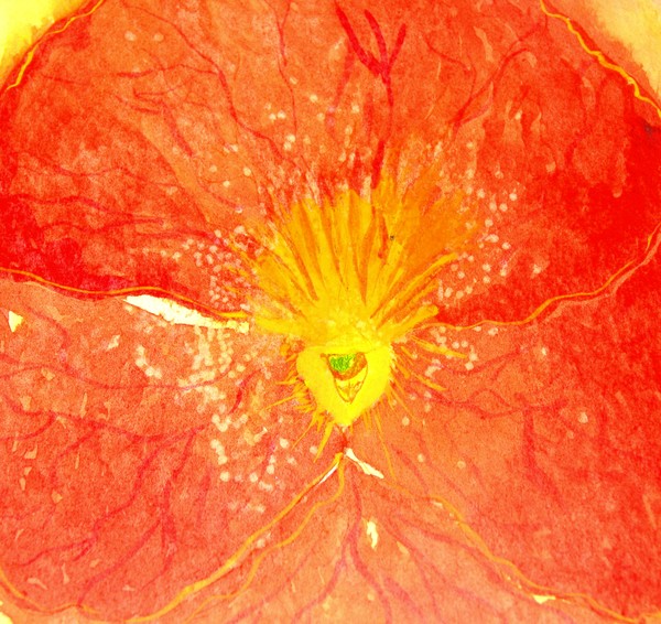 PANSY HEART
