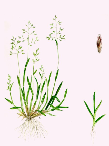 Annual Meadow Grass - Poa annua