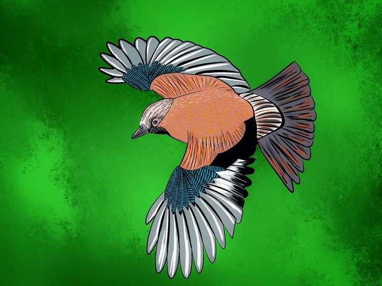 Jay