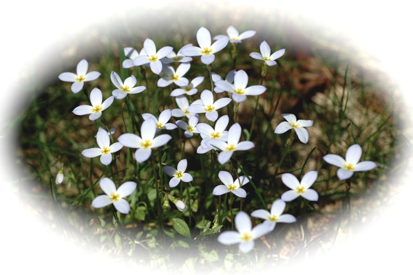 Bluets