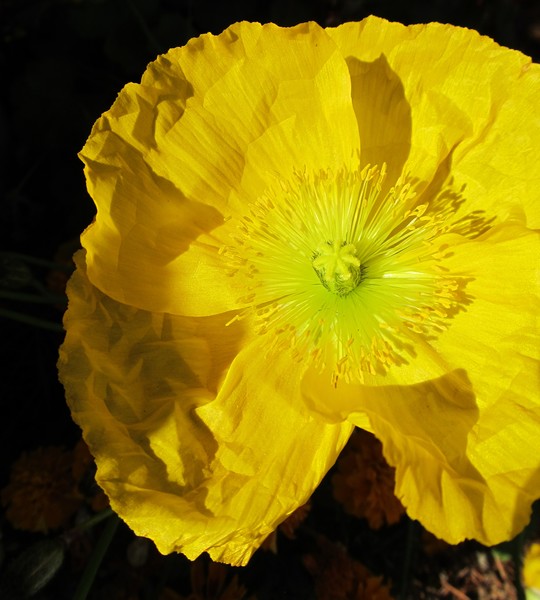 Yellow Poppy