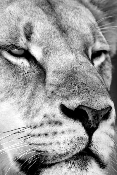 Lion King - B&W