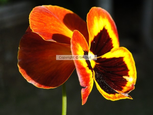 Pansie