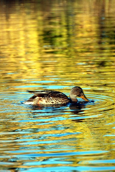 Golden Duck