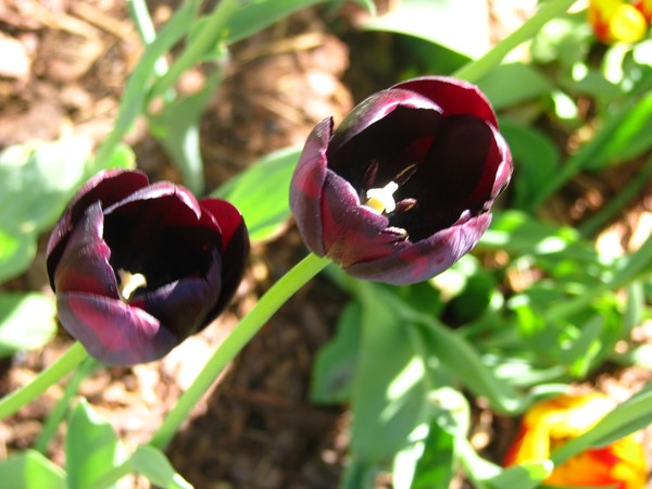 tulip series2008