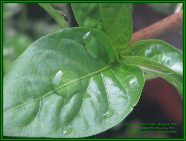 Drop of life