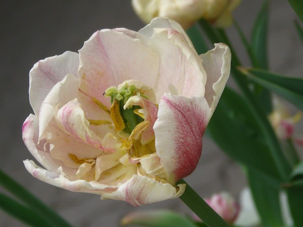 floras series: