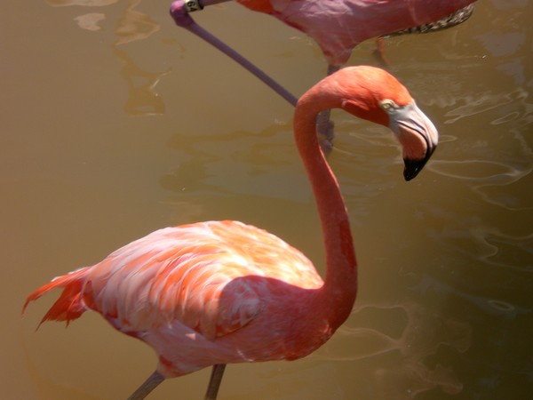 Flamingo