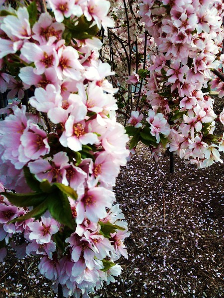 DELICATE SPRING ELEGANCE