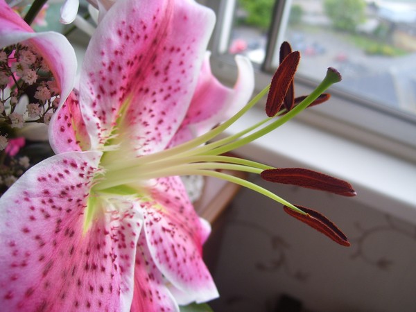 Scent of Lily