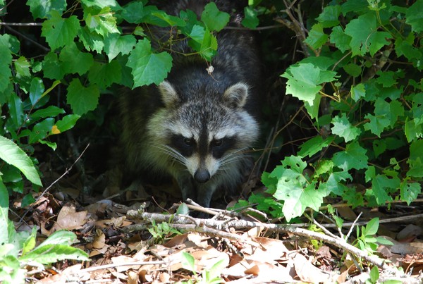 Racoon 2