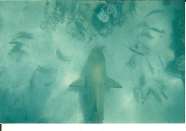 My shark friend