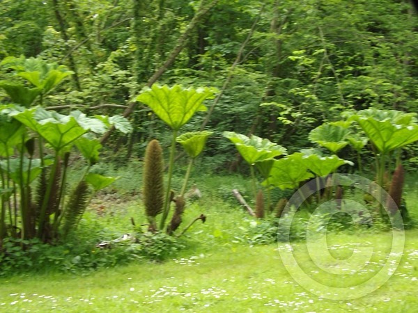 Triffids.Galore