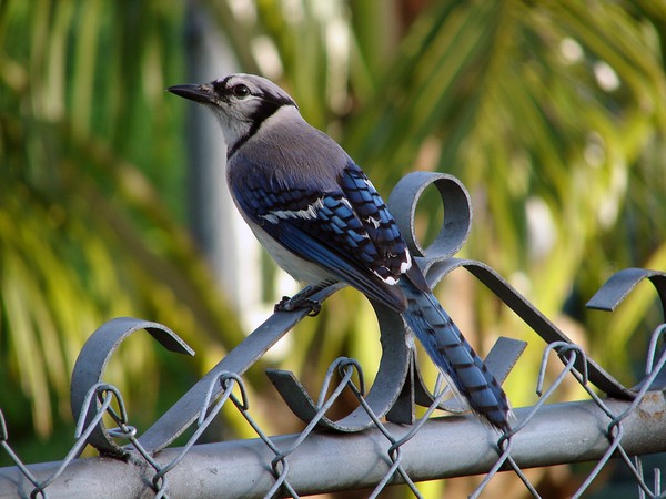Proud Bluejay