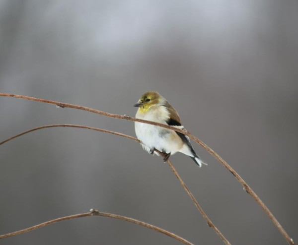 Bird On A Wire