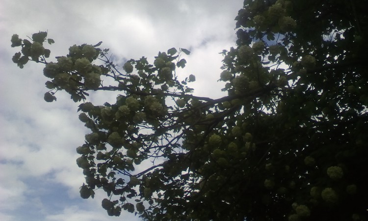 From my courtyard in rainy day