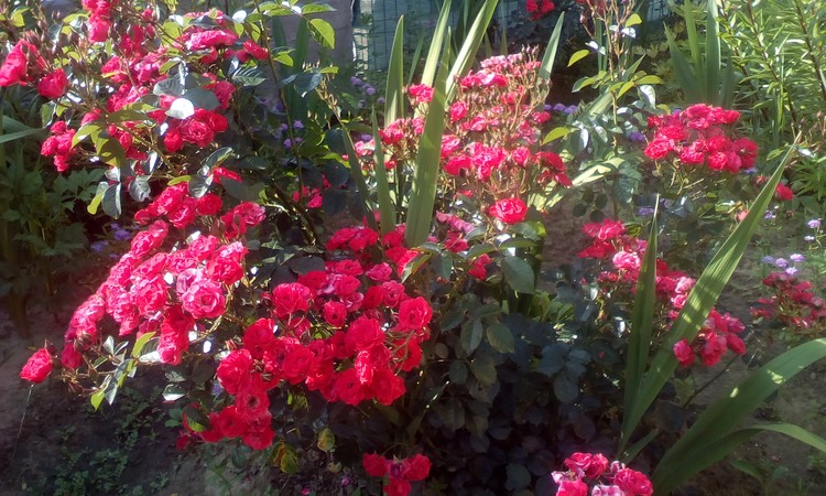 The little red roses