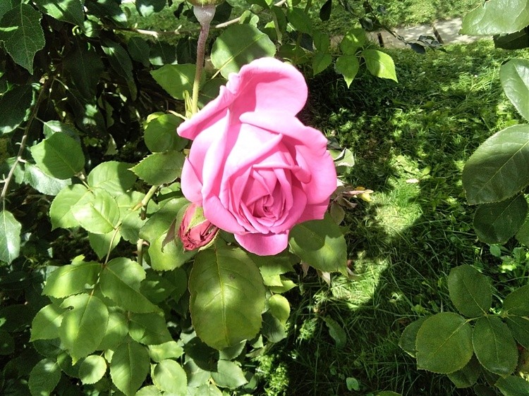 Last roses this Autumn