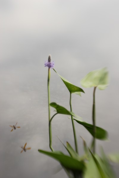 summer near the pond