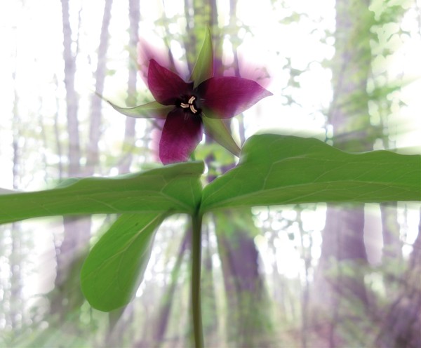 Trillium dance